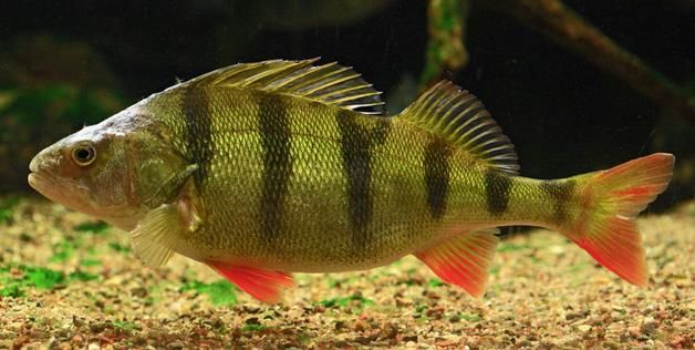 Αγχολυτικά στα αστικά λύματα πειράζουν τα ψάρια στα νεύρα