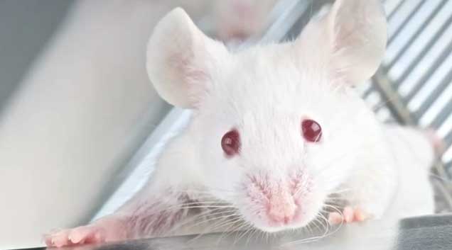 Εγκεφαλικό εμφύτευμα χαρίζει «έκτη αίσθηση» σε πειραματόζωα