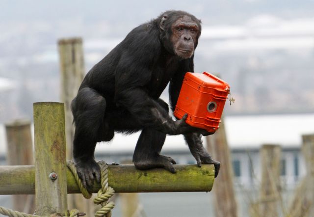 Γηροκομείο για χιμπατζήδες άνοιξε τις πύλες του στη Λουιζιάνα