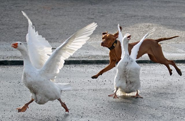 Οι αδέσποτοι σκύλοι «πληγή για τα οικοσυστήματα»