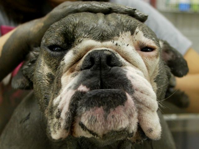 Σκύλος (ίσως) πυροβολεί άνθρωπο στο πόδι εν ώρα οδήγησης