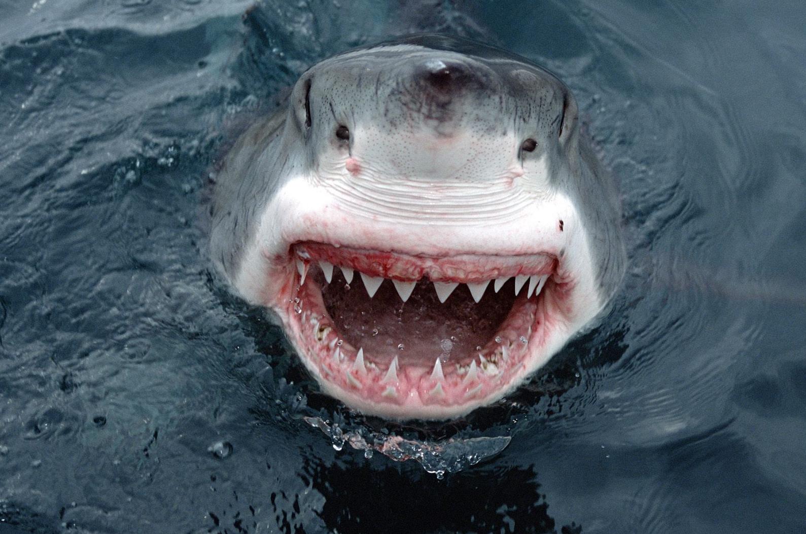 Παρακολουθήστε στο Διαδίκτυο τα ταξίδια ενός μεγάλου λευκού καρχαρία