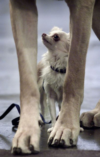 Οι μεγαλόσωμες ράτσες σκύλων «γερνούν ταχύτερα»
