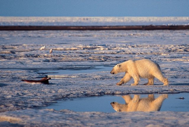 «Μη αναστρέψιμη» απώλεια προβλέπεται για τους πάγους του Καναδά