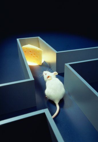 Ανθρώπινα κύτταρα δείχνουν να κάνουν τα ποντίκια πιο έξυπνα
