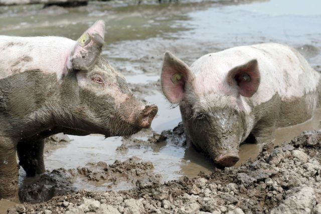 Πάνω από 900 νεκρά γουρούνια «ψάρεψαν» οι αρχές σε ποταμό στη Σαγκάη
