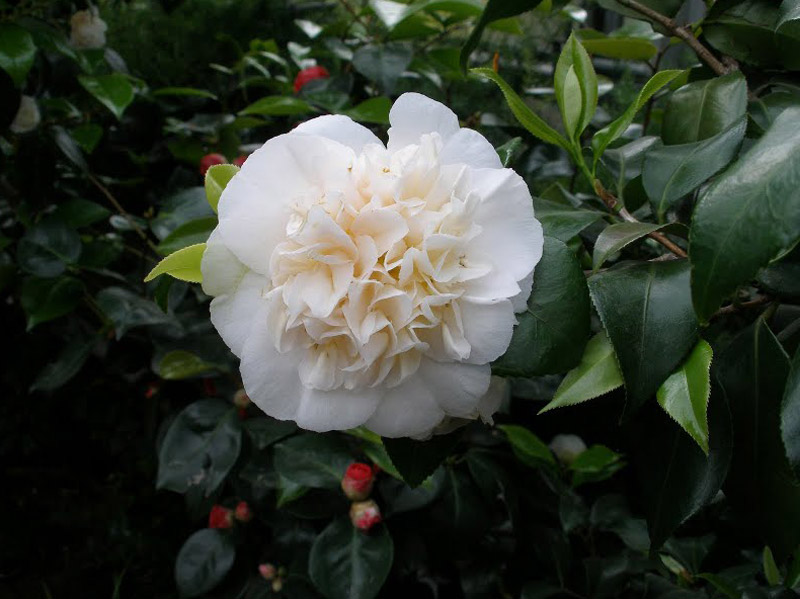 Καμέλιες φυτεύω που ανθίζουν το χειμώνα!