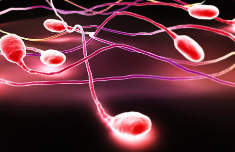 Τον χειμώνα «ανθίζει» το σπέρμα, ενώ την άνοιξη αρχίζει ο μαρασμός