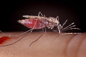 Υβριδικά κουνούπια προκάλεσαν την εξάπλωση του ιού του Δυτικού Νείλου το 2010