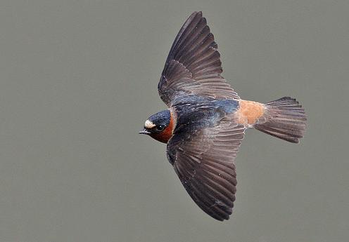 Χελιδόνια αποφεύγουν τα τροχαία με φτερά που μικραίνουν