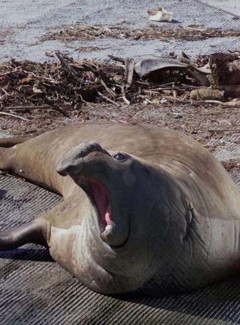 Θαλάσσιος ελέφαντας κόβει… βόλτες σε πόλη της Βραζιλίας