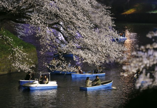 Οι ανθισμένες κερασιές φέρνουν την άνοιξη στην Ιαπωνία