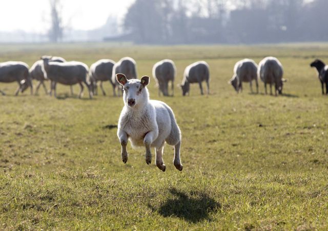 Πρόβατα ως… μηχανές του γκαζόν θα χρησιμοποιήσει το Παρίσι