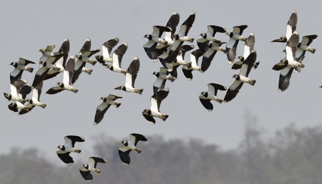 Τράπεζα με κελαηδίσματα πουλιών «ανοίγει» στη Μόσχα