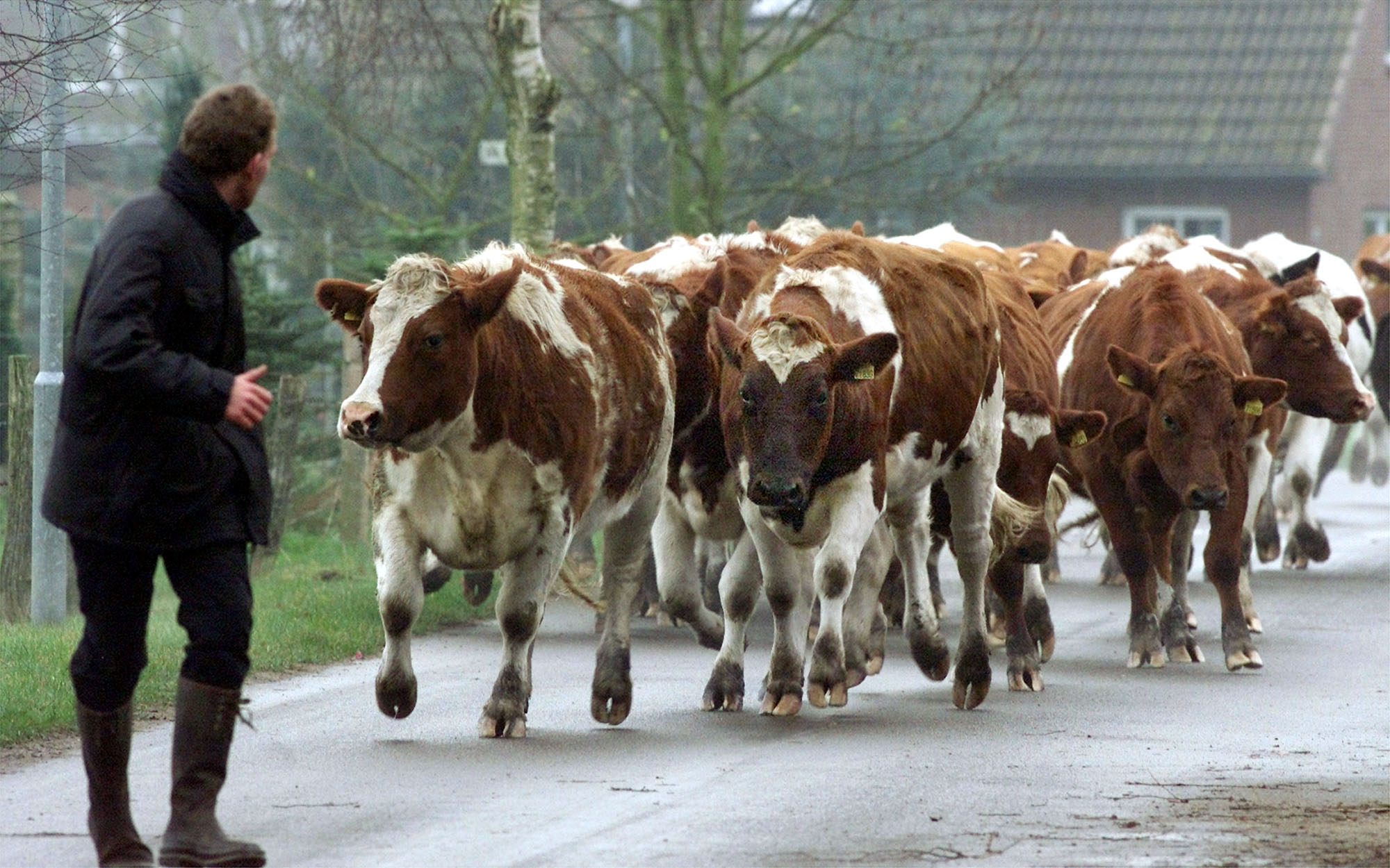 Αστυνομικοί και πυροσβέστες σε ρόλο γελαδάρηδων στο κέντρο αυστριακής πόλης