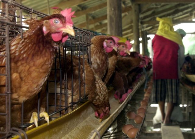 Δύο θάνατοι στην Κίνα από νέο στέλεχος γρίπης των πτηνών