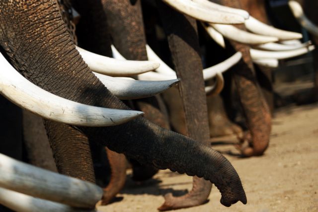Επιχείρησε να κλέψει χαυλιόδοντα από τον ελέφαντα του Λουδοβίκου του 14ου