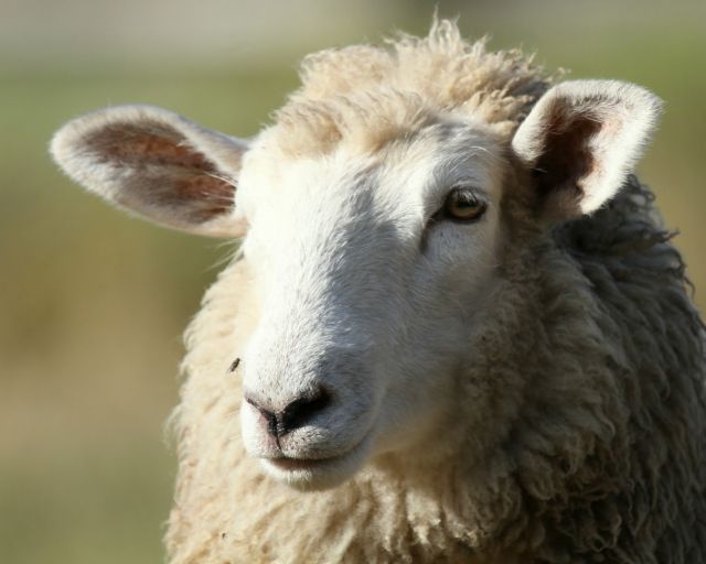 Ένα πρόβατο παγιδευμένο σε βάλτο χρωστά τη ζωή του στον Κάμερον