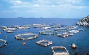 Σε διαπραγματεύσεις για συγχώνευση Σελόντα και Δίας Ιχθυοκαλλιέργειες