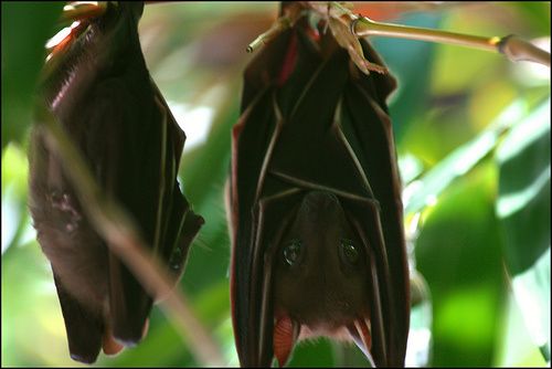Το στοματικό σεξ «αυξάνει την αναπαραγωγική επιτυχία σε νυχτερίδες»