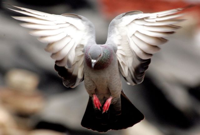 Στο πόδι η Λάρισα για τον απεγκλωβισμό περιστεριού