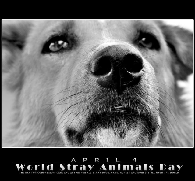 «Ψάχνω σπίτι» την Παγκόσμια Ημέρα Αδέσποτων Ζώων και κάθε ημέρα...