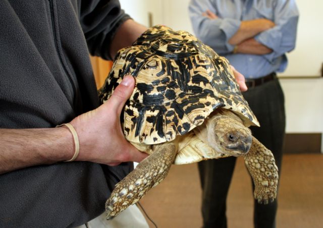 Στο ασανσέρ βρέθηκε χελώνα που χάθηκε από μουσείο στην Αϊόβα