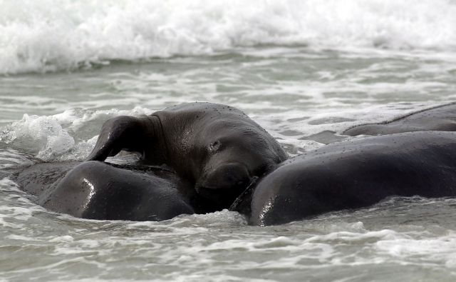 Εταιρεία ζητά συγγνώμη για το όνομα υπέρβαρου ζώου σε ρούχα μεγάλου μεγέθους
