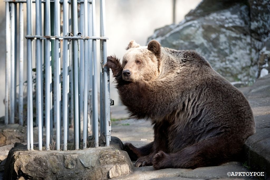 ΑΡΚΤΟΥΡΟΣ: Boήθησε να μπει τέλος στην αιχμαλωσία των άγριων ζώων του Ζωολογικού Κήπου Θεσσαλονίκης