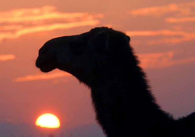 Μία νέα καμήλα, το δώρο του Μάλι στον Ολάντ, γιατί το παλιό… φαγώθηκε