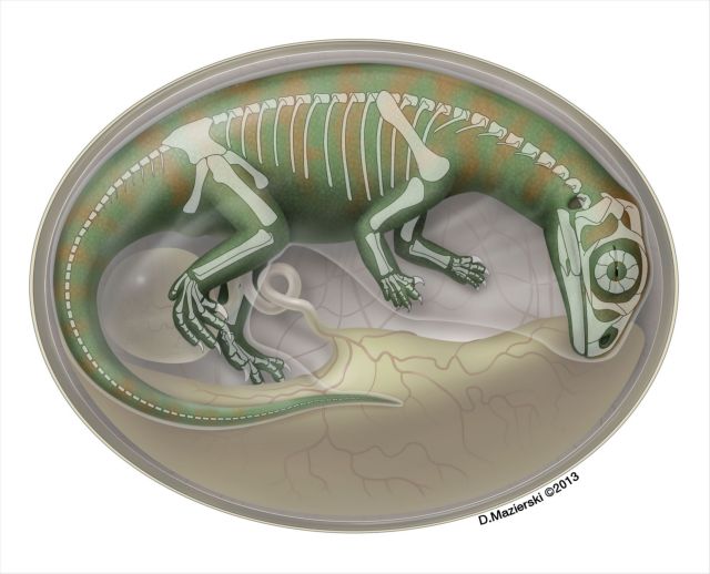 Απολιθωμένα έμβρυα δεινoσαύρων βρέθηκαν στην Κίνα