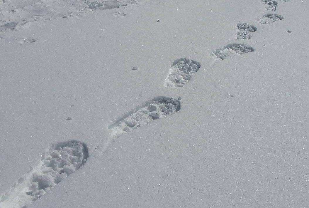 Το έξυπνο πουλί (στις ληστείες) από τις πατημασιές στο χιόνι πιάνεται