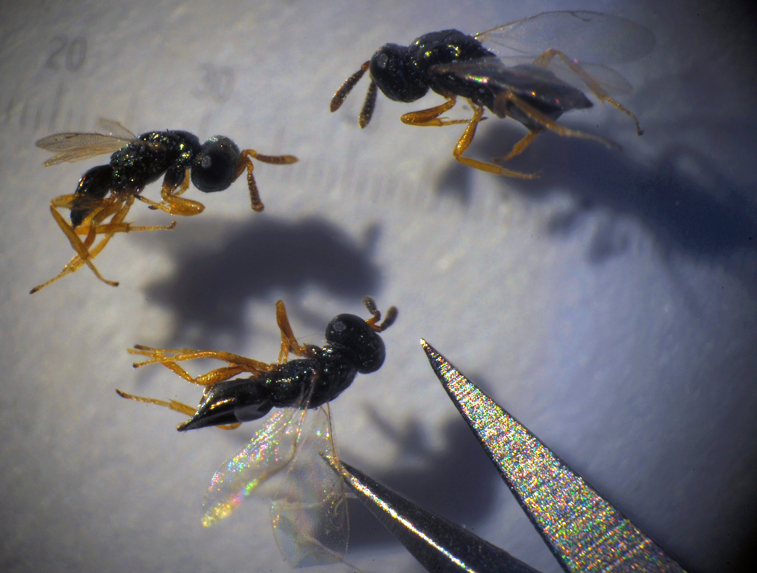 Tρόμος στα Κανάρια Νησιά από την ανακάλυψη γιγάντιας σφηκοφωλιάς