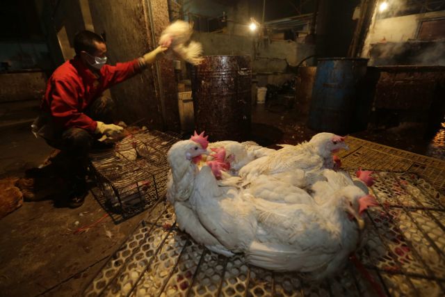 Πρώτο κρούσμα του νέου στελέχους της γρίπης των πτηνών στο Πεκίνο
