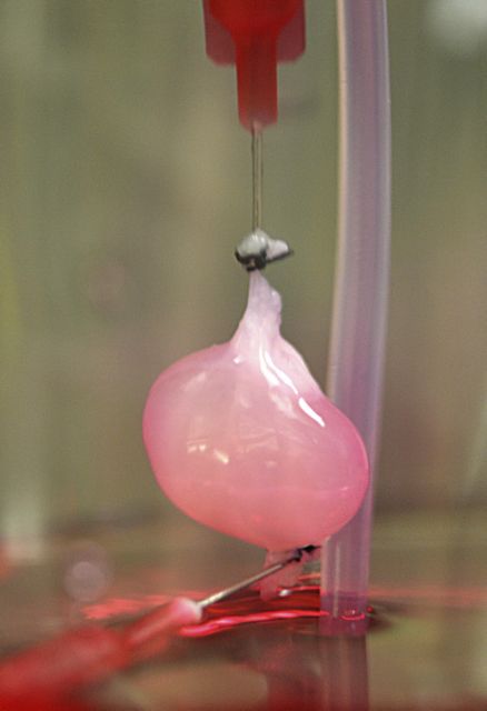 Καλλιεργημένοι νεφροί λειτουργούν κανονικά σε πειραματόζωα