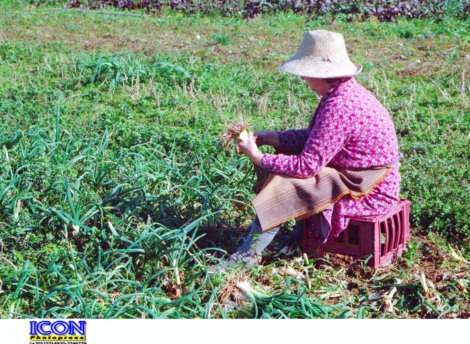 Φτιάξτε το δικό σας λαχανόκηπο στο ΑΠΘ