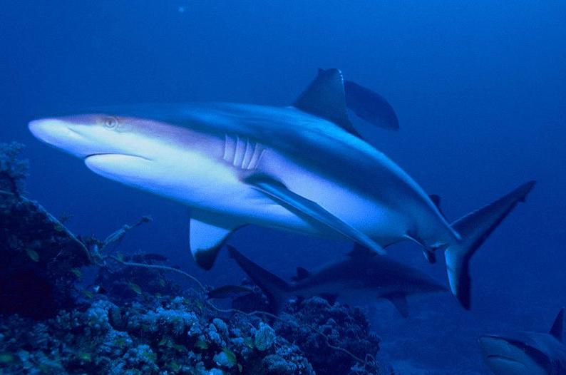 Οι καρχαρίες καταδύονται για να αποφύγουν την πανσέληνο