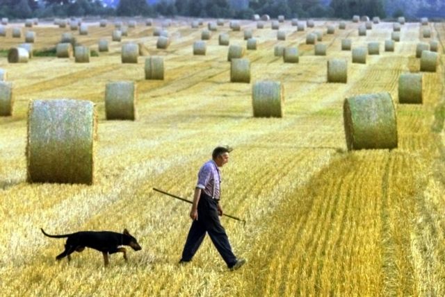 Πρωτοποριακή μέθοδος μετατρέπει το άχυρο και τους κορμούς σε τρόφιμο