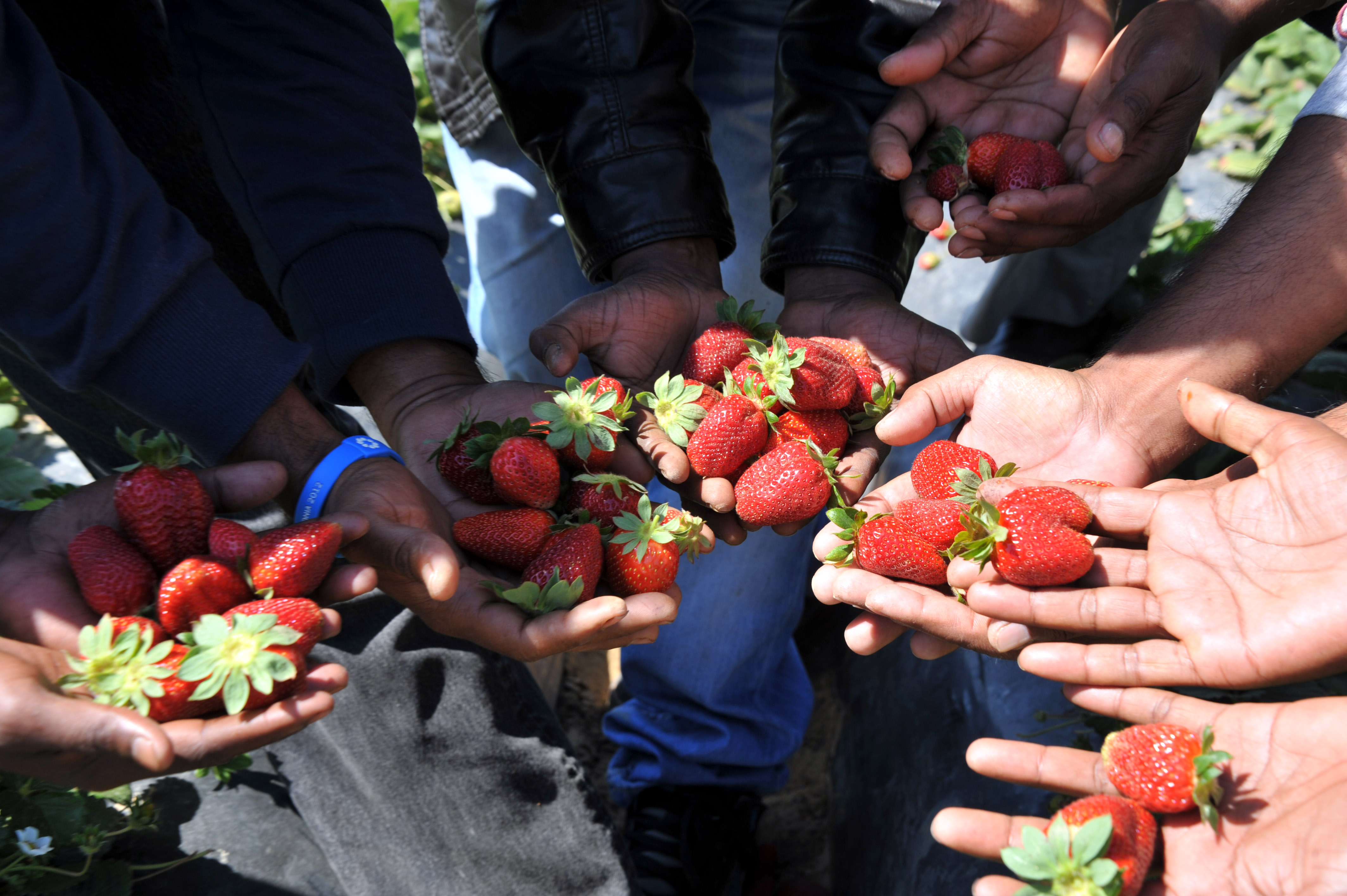 Φυτείες από την εποχή της δουλείας θυμίζουν τα φραουλοχώραφα στην Μανωλάδα