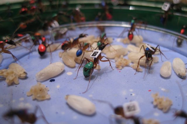 Με την πάροδο του χρόνου, τα μυρμήγκια αλλάζουν καριέρα