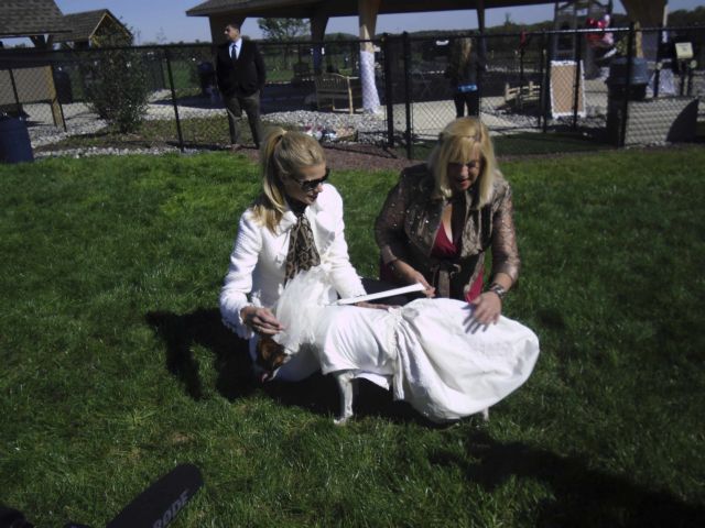 Σπα για γουρούνια, αρουραίοι με σμόκιν και άλλα «κακομαθημένα ζώα»