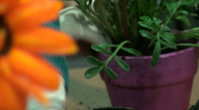 Video: Φυτά και καλοκαίρι – Τι πρέπει να ξέρουμε;