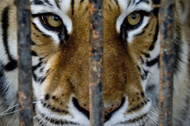 H τουαλέτα ήταν κατειλημμένη, αλλά η τίγρη δεν κατάλαβε και μπήκε μέσα