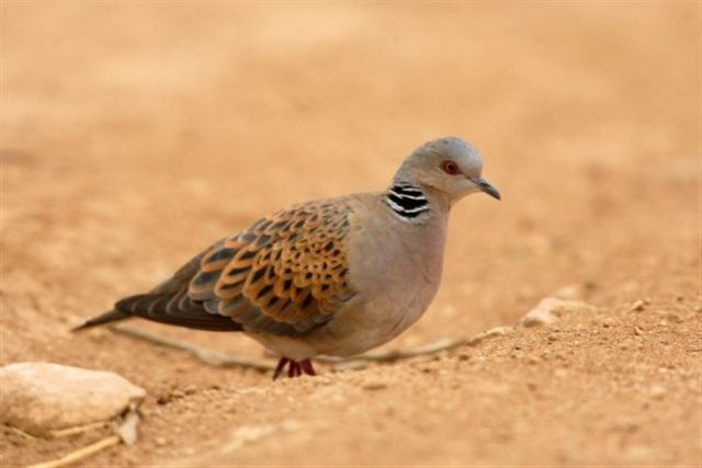 Δεκάδες χιλιάδες αποδημητικά πτηνά σκοτώνονται κάθε άνοιξη στο Ιόνιο