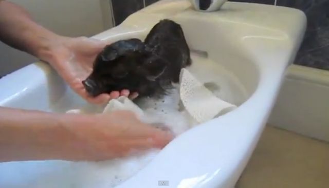 Ομιλητικό γουρουνάκι κάνει αφρόλουτρο και το απολαμβάνει