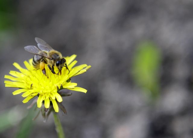 Ευρωπαϊκό μορατόριουμ σε εντομοκτόνα που δείχνουν να βλάπτουν τις μέλισσες