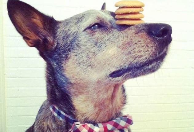 Αξιολάτρευτος σκύλος ισορροπεί στο κεφάλι του ό,τι μπορείς να φανταστείς