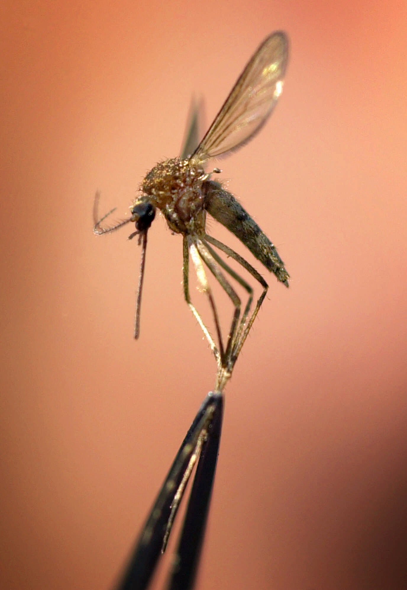 Ανακαλύφθηκε νέο ανθεκτικό παράσιτο της ελονοσίας