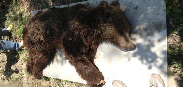 Τέταρτο τροχαίο με αρκούδα στην Εγνατία για το 2013