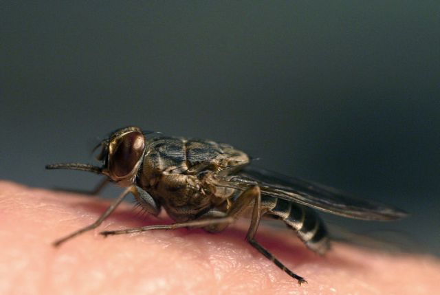 Ρομπότ-μύγα κατασκεύσαν αμερικανοί επιστήμονες